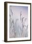 Grass-Viviane Fedieu Danielle-Framed Photographic Print