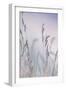 Grass-Viviane Fedieu Danielle-Framed Photographic Print