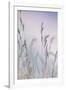 Grass-Viviane Fedieu Danielle-Framed Photographic Print