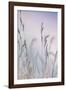 Grass-Viviane Fedieu Danielle-Framed Photographic Print