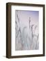 Grass-Viviane Fedieu Danielle-Framed Photographic Print