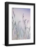 Grass-Viviane Fedieu Danielle-Framed Photographic Print