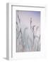 Grass-Viviane Fedieu Danielle-Framed Photographic Print