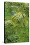 Grass-Vincent van Gogh-Stretched Canvas