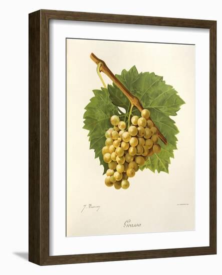 Grassa Grape-J. Troncy-Framed Giclee Print