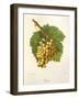Grassa Grape-J. Troncy-Framed Giclee Print