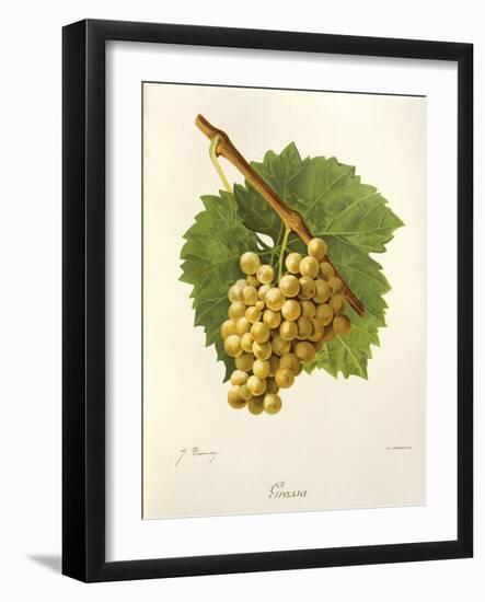 Grassa Grape-J. Troncy-Framed Giclee Print