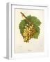 Grassa Grape-J. Troncy-Framed Giclee Print