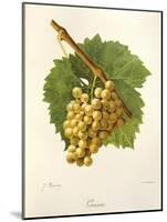 Grassa Grape-J. Troncy-Mounted Giclee Print