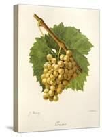 Grassa Grape-J. Troncy-Stretched Canvas