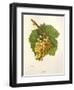 Grassa Grape-J. Troncy-Framed Giclee Print