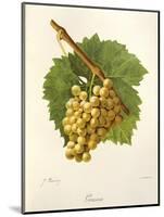 Grassa Grape-J. Troncy-Mounted Giclee Print