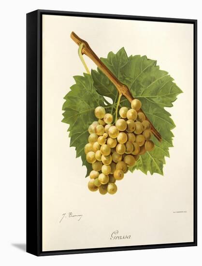 Grassa Grape-J. Troncy-Framed Stretched Canvas