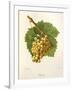 Grassa Grape-J. Troncy-Framed Giclee Print