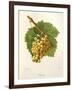 Grassa Grape-J. Troncy-Framed Giclee Print