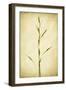 Grasses 1-Jessica Rogers-Framed Giclee Print