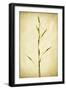 Grasses 1-Jessica Rogers-Framed Giclee Print