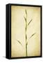 Grasses 1-Jessica Rogers-Framed Stretched Canvas