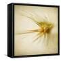 Grasses 2-Jessica Rogers-Framed Stretched Canvas