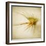 Grasses 2-Jessica Rogers-Framed Giclee Print