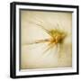 Grasses 2-Jessica Rogers-Framed Giclee Print