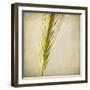 Grasses 3-Jessica Rogers-Framed Giclee Print