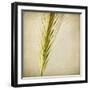 Grasses 3-Jessica Rogers-Framed Giclee Print