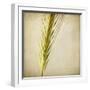 Grasses 3-Jessica Rogers-Framed Giclee Print