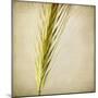 Grasses 3-Jessica Rogers-Mounted Giclee Print