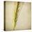 Grasses 3-Jessica Rogers-Stretched Canvas