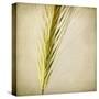 Grasses 3-Jessica Rogers-Stretched Canvas