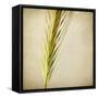 Grasses 3-Jessica Rogers-Framed Stretched Canvas