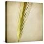 Grasses 3-Jessica Rogers-Stretched Canvas