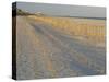 Grasses and Fences on Beach, Folly Island, Charleston, South Carolina, USA-Corey Hilz-Stretched Canvas