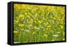 Grasses and Flowers in a Buttercup Meadow at Muker-Mark Sunderland-Framed Stretched Canvas