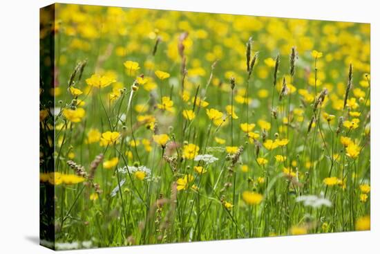 Grasses and Flowers in a Buttercup Meadow at Muker-Mark Sunderland-Stretched Canvas