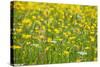Grasses and Flowers in a Buttercup Meadow at Muker-Mark Sunderland-Stretched Canvas