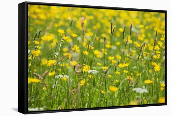 Grasses and Flowers in a Buttercup Meadow at Muker-Mark Sunderland-Framed Stretched Canvas