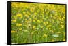 Grasses and Flowers in a Buttercup Meadow at Muker-Mark Sunderland-Framed Stretched Canvas