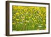 Grasses and Flowers in a Buttercup Meadow at Muker-Mark Sunderland-Framed Photographic Print