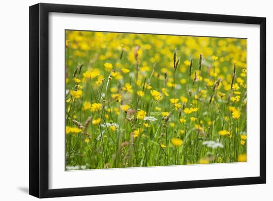 Grasses and Flowers in a Buttercup Meadow at Muker-Mark Sunderland-Framed Photographic Print