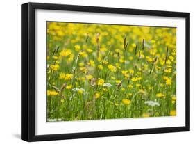 Grasses and Flowers in a Buttercup Meadow at Muker-Mark Sunderland-Framed Photographic Print