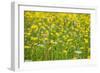 Grasses and Flowers in a Buttercup Meadow at Muker-Mark Sunderland-Framed Photographic Print