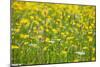 Grasses and Flowers in a Buttercup Meadow at Muker-Mark Sunderland-Mounted Photographic Print