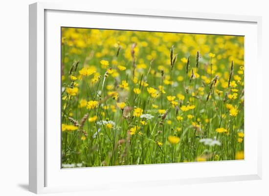 Grasses and Flowers in a Buttercup Meadow at Muker-Mark Sunderland-Framed Photographic Print