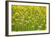 Grasses and Flowers in a Buttercup Meadow at Muker-Mark Sunderland-Framed Photographic Print