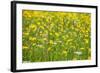 Grasses and Flowers in a Buttercup Meadow at Muker-Mark Sunderland-Framed Photographic Print