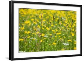 Grasses and Flowers in a Buttercup Meadow at Muker-Mark Sunderland-Framed Photographic Print