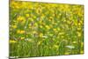 Grasses and Flowers in a Buttercup Meadow at Muker-Mark Sunderland-Mounted Photographic Print