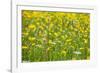 Grasses and Flowers in a Buttercup Meadow at Muker-Mark Sunderland-Framed Photographic Print